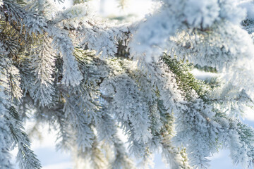 Close-up, tree branch in the snow
