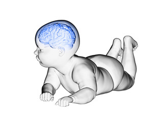 3d rendered medically accurate illustration of the brain of a baby