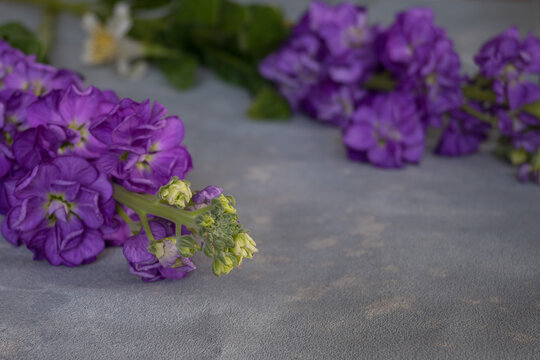 Perple Flowes On Gray Background