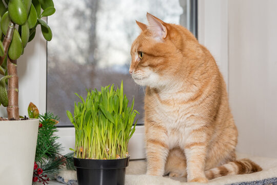 Ginger cat l and cat grass in a pot