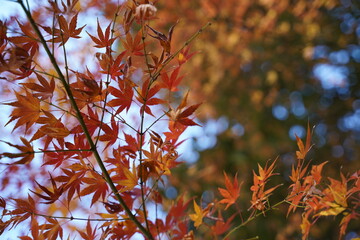 紅葉
