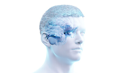 3d rendered illustration of the human brain