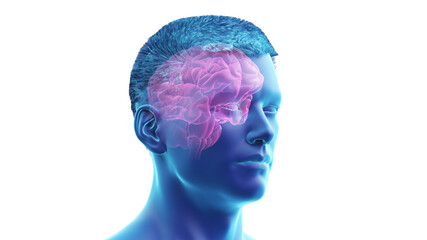 3d rendered illustration of the human brain