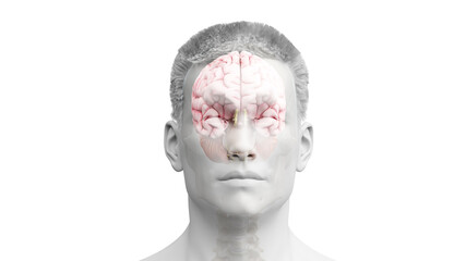 3d rendered illustration of the human brain