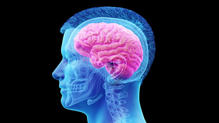 Obraz premium 3d rendered illustration of the human brain
