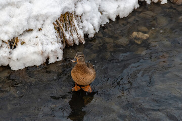 duck swim randomly in the water. Ducks on a lake
