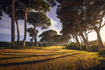 Pine trees at sunset. Baratti, Piombino, Tuscany, Italy.