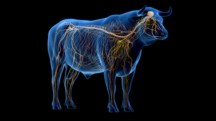 Fototapeta na wymiar 3d rendered illustration of the bovine anatomy - the nervous system