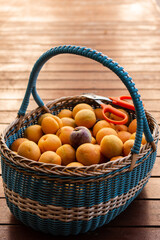 blue wicker basket with 1 plum and multiple apricots