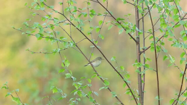 Willow warbler singing and looking for food in the middle of fresh leaves in Estonia, Northern Europe. 