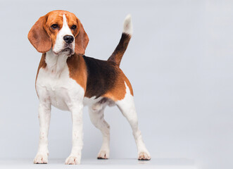 dog stands in full growth in the studio beagle breed