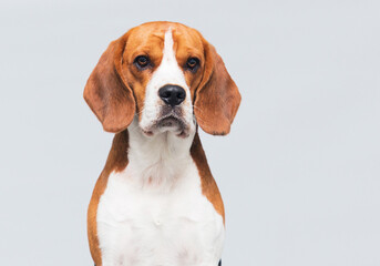 portrait of a dog in the studio beagle breed