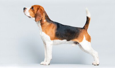 beagle dog stands sideways in full growth on a gray background