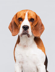 face dog in the studio beagle breed
