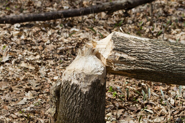 A tree chewed through and felled by a beaver 