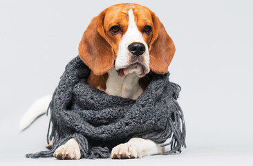 cold beagle dog dressed in a scarf on a gray background