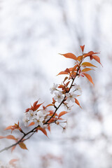 静けさに咲く山桜