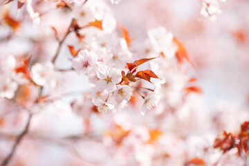 ふんわりと咲く山桜