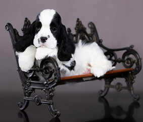 American cocker spaniel in black and white color