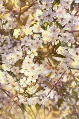 Blooming cherry tree. Warm sunny spring day.