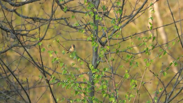 Willow warbler singing and looking for food in the middle of fresh leaves in Estonia, Northern Europe. 