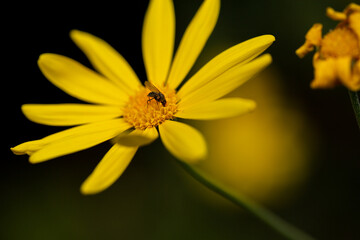 Impressive background photo of yellow Euryops pectinatus daisy. There is a fly feeding on nectar on the pollen.  Part of pollen and fly in selective focus. Macro chamomile photo.