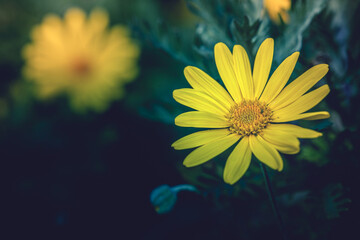 Obraz premium Background photo of yellow Euryops pectinatus. It has insects and crystallized nectar on it. Macro photo of yellow flower with vintage colors. Selective focus on the yellow flower on the right.