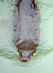 european otter swimming in water