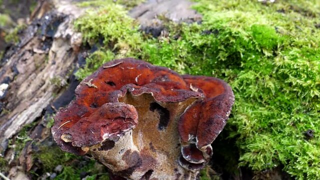 Close-up of red color parasite fungus Phaeolus schweinitzii, common name Dyers Mazegill or Dyer's Polypore growing on mossy tree stump or butt.