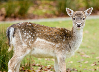 deer in the woods
