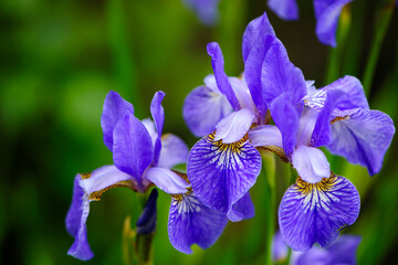 Irideae. Purple iris flowers are blooming in the garden. blue and purple flowers in the garden....