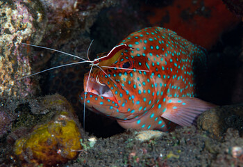 Coral Grouper doing cleaning with a Hump-Back Cleaner Shrimp -Lysmata amboinensis at the cleaning station. Underwater world of Tulamben, Bali, Indonesia.