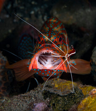 Coral Grouper doing cleaning with a Hump-Back Cleaner Shrimp -Lysmata amboinensis at the cleaning station. Underwater world of Tulamben, Bali, Indonesia.