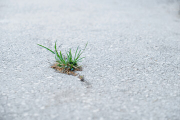 green grass growing from the asphalt