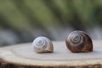 two empty snail shells on wood