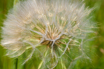 Fototapeta premium tender dandelion in a field in green grass - Tragopogon pratensis. Dandelion seed head in meadow, close-up nature. Macro shot of seed head, delicate and beautiful Tragopogon. bokeh