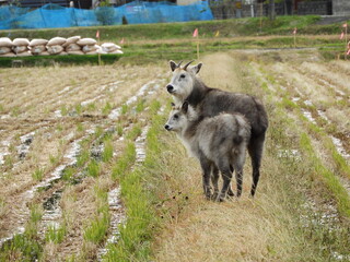 ニホンカモシカの親子