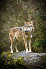 wolf in the forest