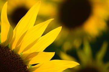 Obraz premium big bright yellow sunflower in the field. Large flowers of a sunflower in the sunlight. Yellow flowers on a farm field. Agriculture concept, organic products, good harvest. Growing seeds for oil.