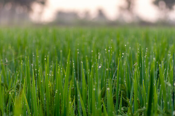 green grass with dew drops Asian Rice