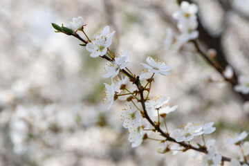 Prunus avium. oriental cherry. white spring flowers on the tree, in the garden. cherry blossoms. delicate flowers on a branch. natural background. idea of the spring awakening. close-up. focus