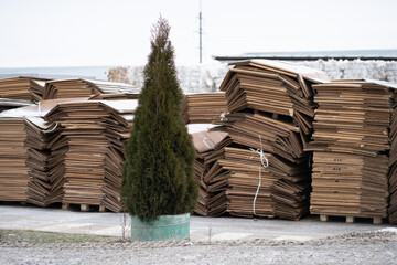 Growing green tree amid a paper recycling production.