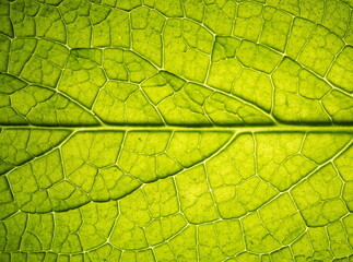 Macro photo leaf texture, natural background