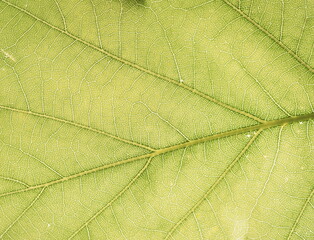 Macro photo leaf texture, natural background