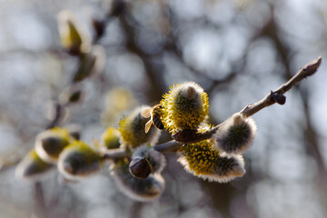 bee on a willow flower with yellow fluffy flowers. Insects collect nectar from flowering yellow willow buds. A honey bee on a flower collects pollen and nectar to make honey. spring background, close