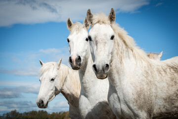 Obraz na płótnie Canvas White horses in Camargue