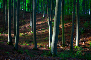 The beautiful beech forest in the early autumn