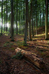Fototapeta premium The old wood in the middle of the beech forest
