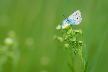 A bright blue butterfly sits in the meadow, in the green grass. on a beautiful blurred green background. butterfly Polyommatus icarus. macro nature, insects in its habitat