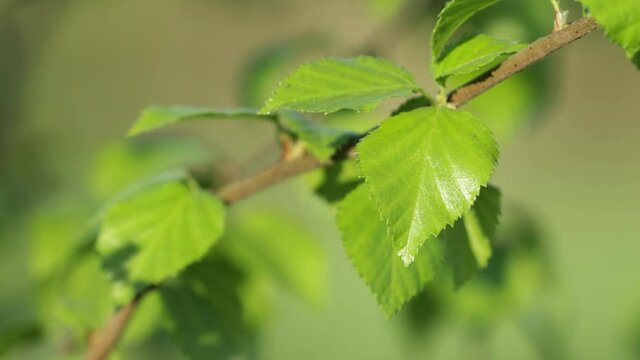 Close-up of fresh Silver birch, Betula pendula leaves on a May evening in Estonia.	